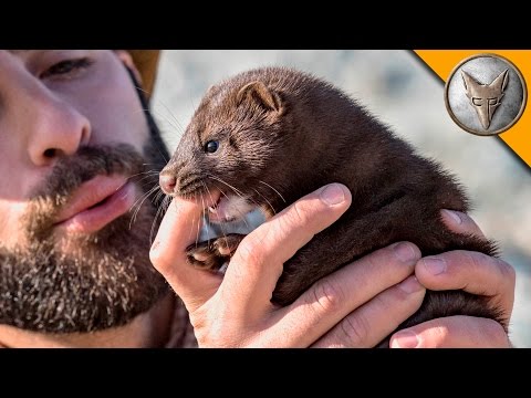 Norway Video