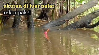 Woow Rekor Ikan Gurame Kutukan Terbesar Selama Mancing Di Sungai Patin