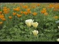 Barry Mann- Angelica
