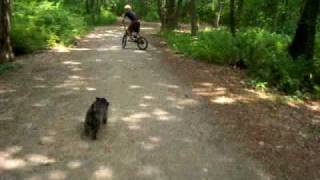 Max The Cairn Terrier Likes To Run