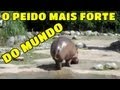 O peido mais forte do mundo