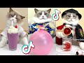 That Little Puff | Cats Make Food 😻 | Kitty God & Others | TikTok 2024 #69