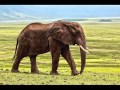 Biotic factors download mp3 dan video Biotic factors
