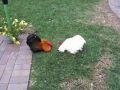 Pekin bantam roosters fighting & crowing