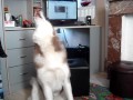 Video Siberian Husky Song (Part 1/7)