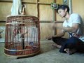 นกกางเขนดง