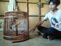 นกกางเขนดง