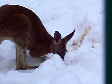 おびひろ動物園　2010．12．31　アカカンガルー