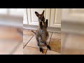🦁 Funniest Animals 🐼 - Try Not To Laugh 🤣 - Funny Domestic And Wild Animals' Life