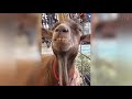 🦁 Funniest Animals 🐼 - Try Not To Laugh 🤣 - Funny Domestic And Wild Animals' Life