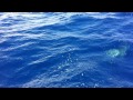 Encuentro con delfines entre Ibiza y Valencia