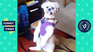 TRY NOT TO LAUGH - Funny Animals & Cute Pets Compilation | Funny Vines August 2018