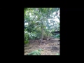 Kecil Kecil Pepaya Nya Gede Jg images Kecil Kecil Pepaya Nya Gede Jg