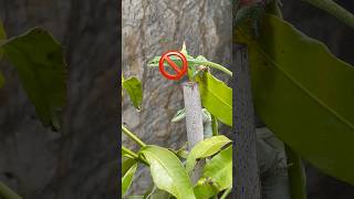 Anoles Eating Flys In The Greenhouse