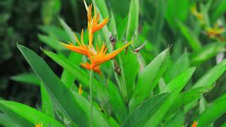 Flower Cute Green Beautiful Worl Name Amazing Flowers Ep 18