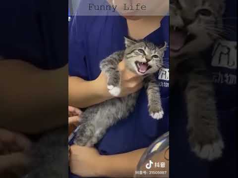 FUNNY Cat - TRY NOT TO LAUGH - Awesome Funny Cats' life video