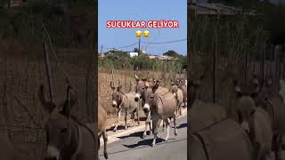 Eşek Sürüsü