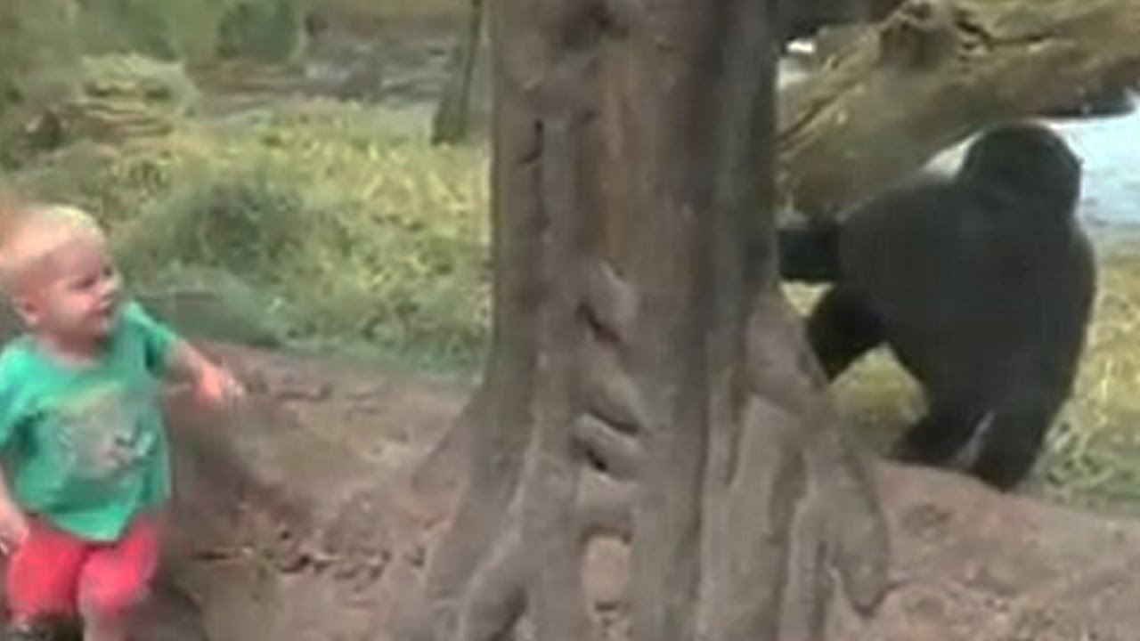 usa zoo video usa zoo video