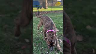 Pitbull Puppy Turns 16 Weeks Today
