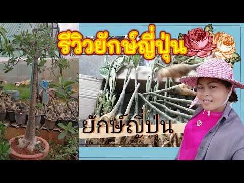 รีวิวความต่างของยักษ์ญี่ปุ่นกับฮอลแลนด์อายุ 6 เดือน และวิธีปลูกยักษ์ญี่ปุ่น