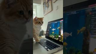 Curious Kitten Tries To Catch Fish On Laptop Screen Too Cute To Handle