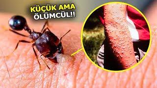 Sakın Elleme !! Bu 8 Tehlikeli Böceği Gördüğünüz An Arkanıza Bakmadan Kaçın !