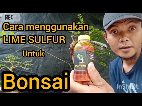 Cara menggunakan lime sulfur pada bonsai sisir(CUDRANIACOCHINCHINENSIS)How to give limesulfur bonsai