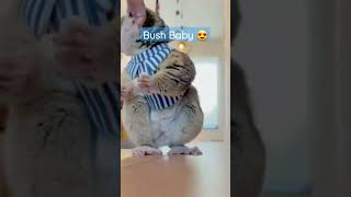 Bush Baby Jumping And Eating
