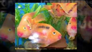 Tropical Fish Wholesale Supply  For Pet Store Owners Only - Need Tropical Fish Wholesale Supply?