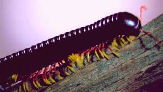 Bugs 3D Trailer | Official Version
