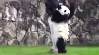 Hüzünlü panda