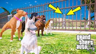 Eği̇ti̇mli̇ Doberman Şeytan Tek Başina Evi̇mi̇zi̇ Basiyor - Gta 5