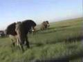 Elephant - Overhunting Elephant - Overhunting
