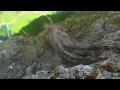 Mcconkey Movie Official Teaser images Mcconkey Movie Official Teaser