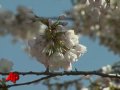 National Cherry Blossom Festival Opens in DC