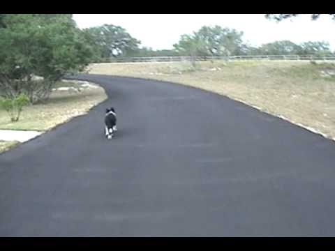 Intelligent Border Collie Puppy
