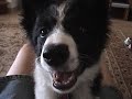 collie