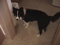 collie