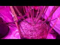 Optimal Indoor Marijuana Flower Room Temperature And Humidity Levels Optimal Indoor Marijuana Flower Room Temperature And Humidity Levels