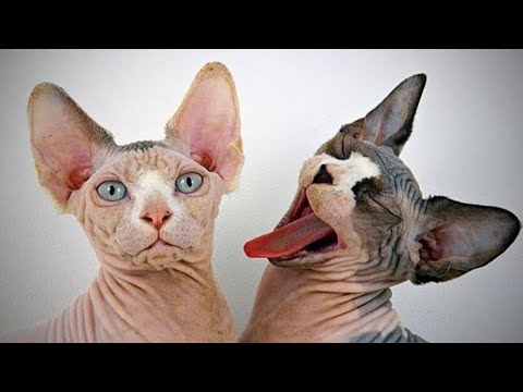 FUNNY CATS OF ALL TIME || HILARIOUS COMPILATION || LAUGH TILL YOU DROP