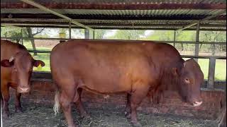 4 Warmbad Alleras Aanteel 27-02-24