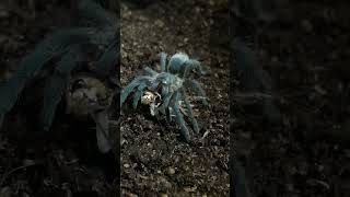 Aphonopelm Seemanni Costa Rican Zebra