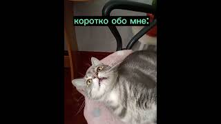 Не Знаю Как У Вас Друзья,А Мой Шкода Ещё Тот 😀 #Cat #Tiktok #Ржачныевидео #Shortscats #Юмор