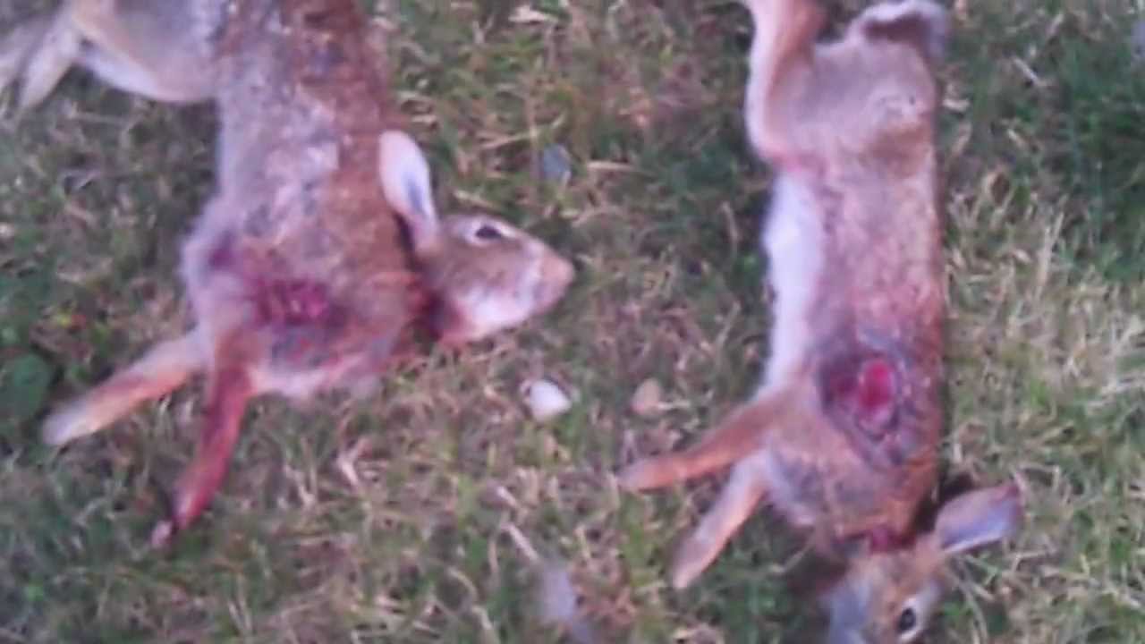 how to a to rabbit hunt how to hunt a rabbit with a slingshot w chagleb heeeyy by miladi aladin how to a to rabbit hunt how to hunt a rabbit with a slingshot w chagleb heeeyy by miladi aladin