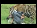 O Manusia Vs Harimau Bg3 images O Manusia Vs Harimau Bg3