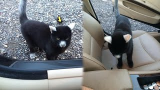 Very Weird Cat Breaks into Man’s Car to Become His Friend