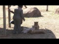 Three Lion Cubs Debut at Johannesburg Zoo