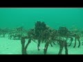 Crab