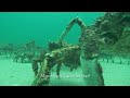 Crab