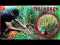 Thu hoạch giống cỏ ghine ( cỏ sả lá lớn ) bằng lưỡi liềm cho dê,bò,trâu,thỏ,cá trắm cỏ,lợn rừng ăn thumbnail
